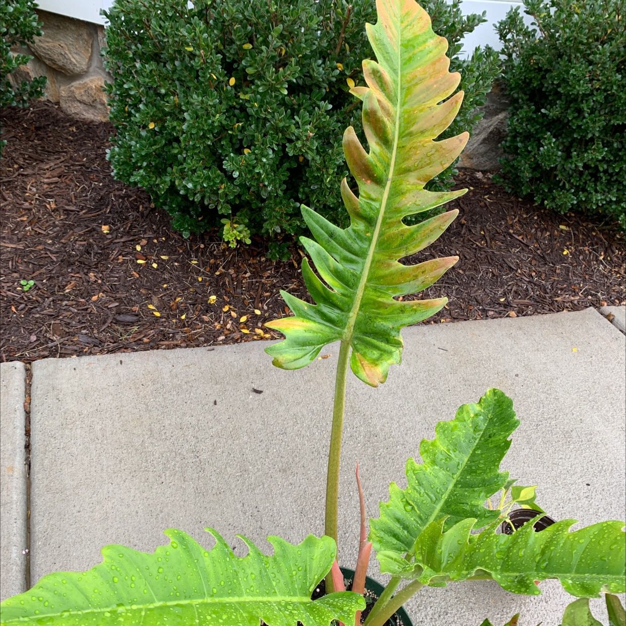 philodendron Jungle Boogie plant photo by @RinnyK named Mowgli on Greg, the plant care app.
