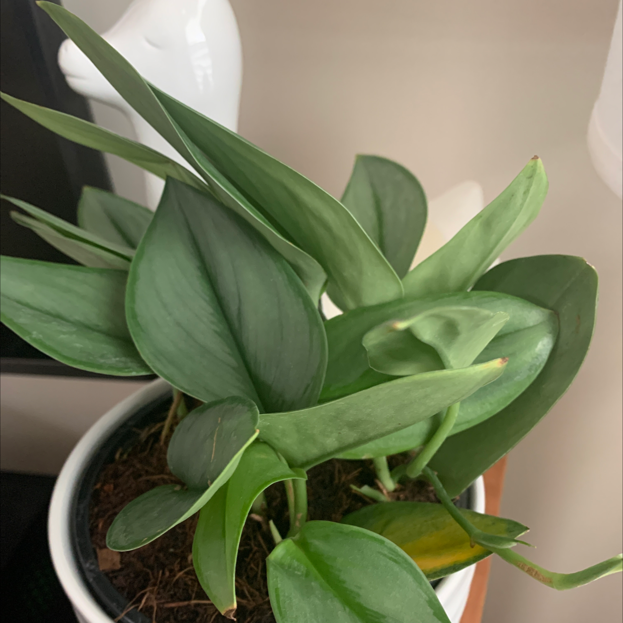Scindapsus treubii 'Moonlight' plant photo by @RinnyK named Stargazer on Greg, the plant care app.