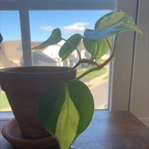 Heartleaf Philodendron plant photo by Rinnyk named Blu on Greg, the plant care app.