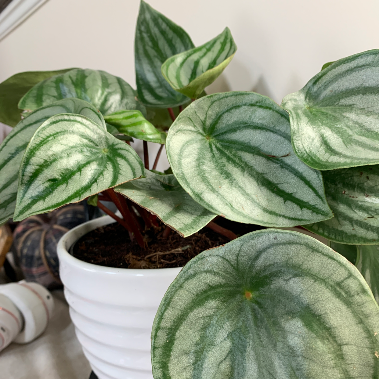 Watermelon Peperomia plant photo by @RinnyK named Wally on Greg, the plant care app.