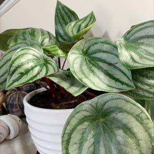 Watermelon Peperomia plant photo by Rinnyk named Wally on Greg, the plant care app.