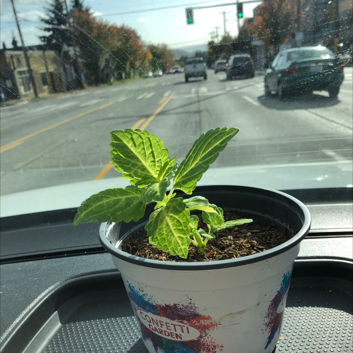 Healthy Coleus plant with vibrant green serrated leaves growing in a car cup holder.