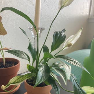 Peace Lily plant in Arcata, California