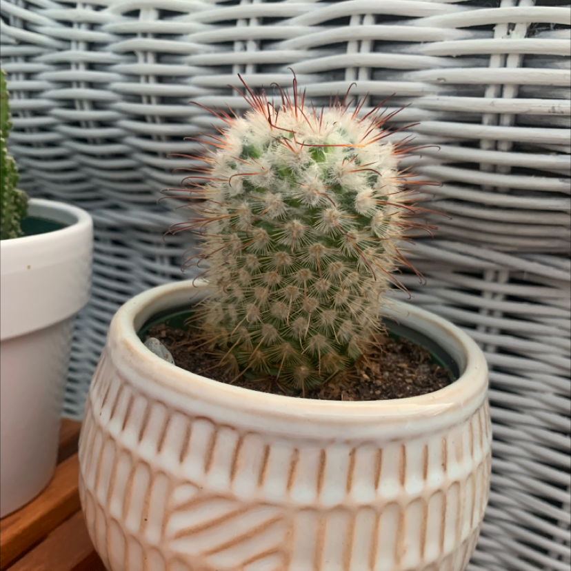 Healthy lace hedgehog cactus with long pink and white spines, planted in a white textured pot, against a woven rattan background.