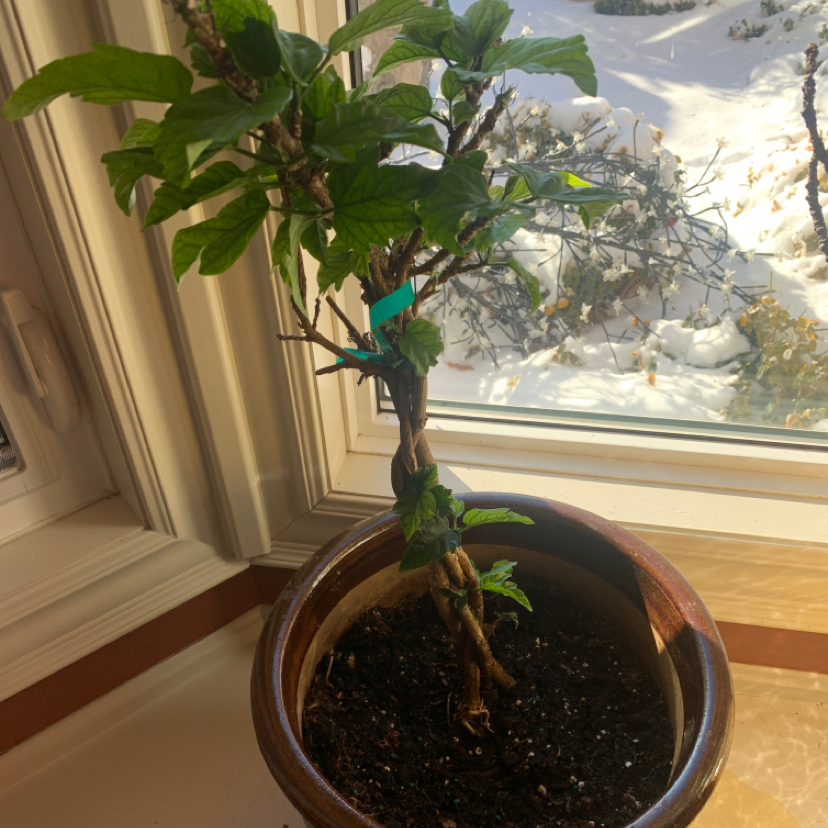 Potted Chinese Hibiscus plant near a window with visible soil and green leaves.