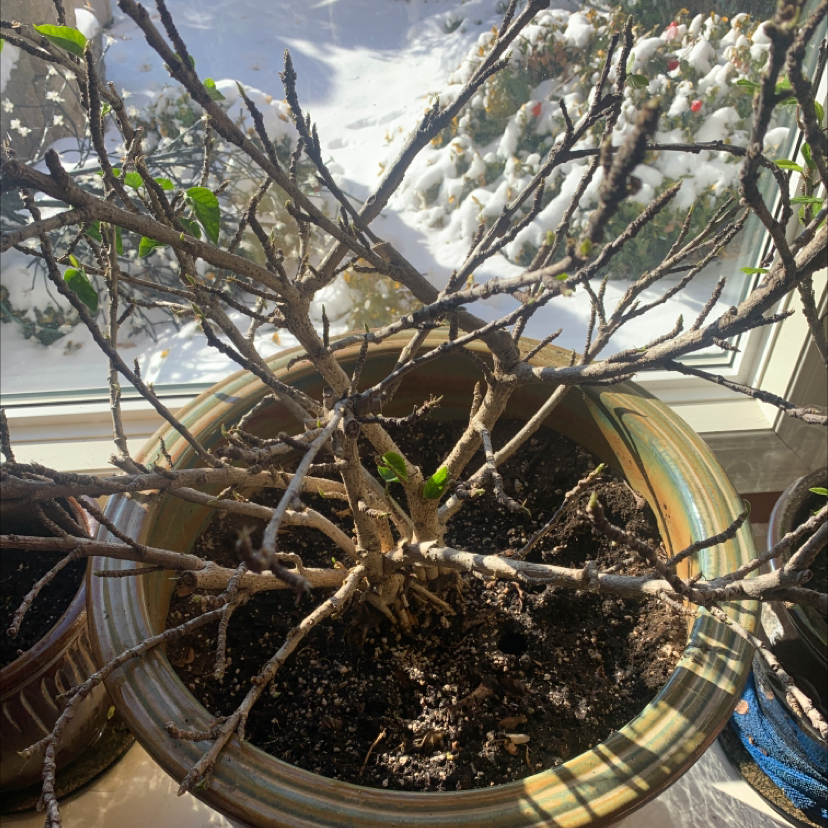Chinese Hibiscus plant with sparse foliage in a pot near a window. Soil is visible.