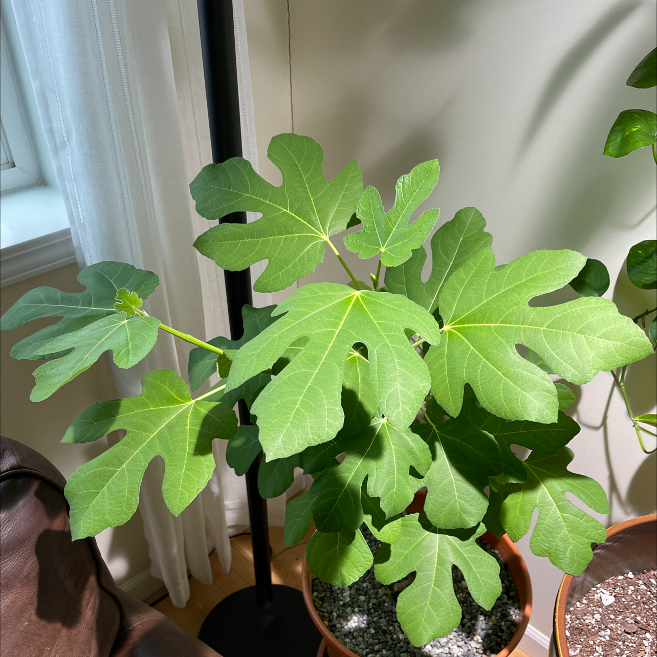 Healthy Hardy Fig Tree in a pot with vibrant green leaves.