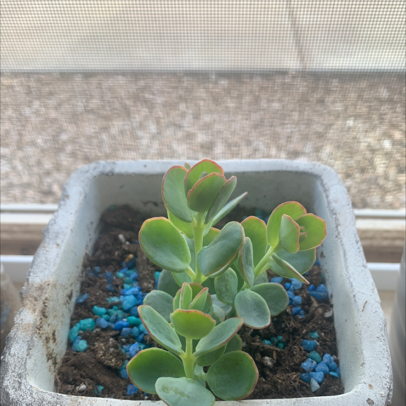 Photo of the plant species Marnier's Kalanchoe by Monica named Cleopatra on Greg, the plant care app