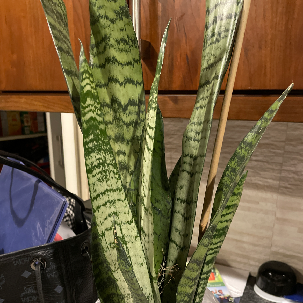 Snake Plant plant photo by Richard named Zion on Greg, the plant care app.