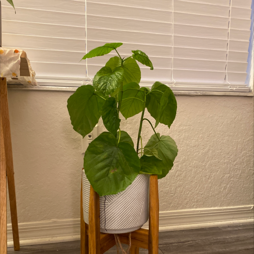 Ficus umbellata plant in a white pot on a wooden stand with large green leaves.