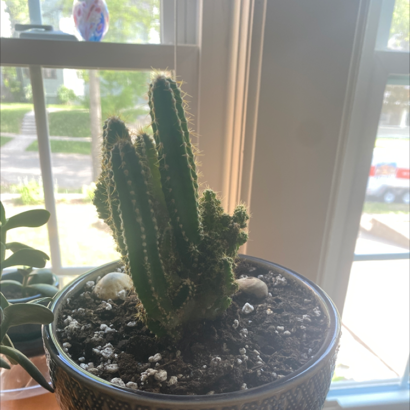 Potted Lady-Finger Hedgehog Cactus near a window with visible soil.