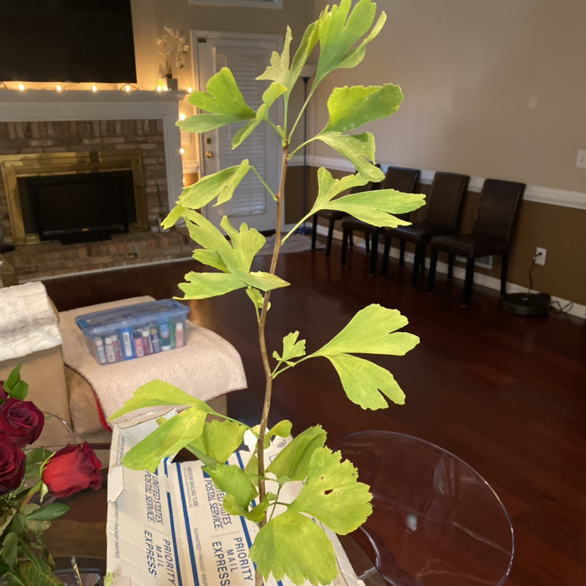 Indoor Ginkgo tree with healthy green leaves, placed in a box.