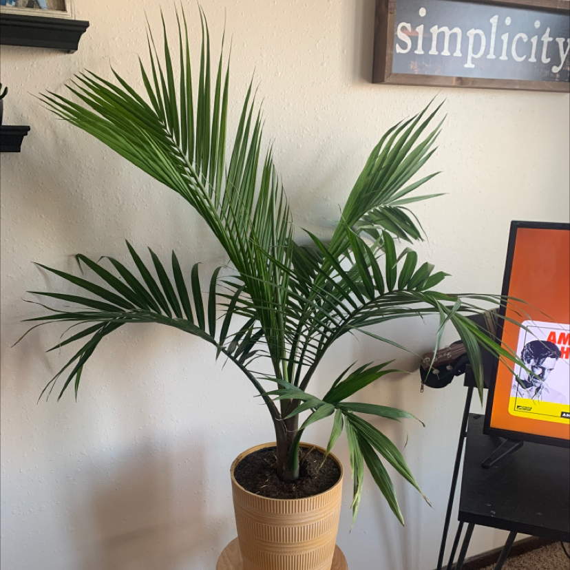 Lush, healthy Kentia Palm in a woven basket planter, photographed indoors with a decorative sign in the background.