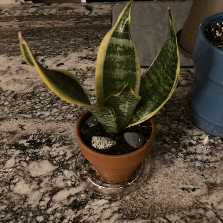 Snake Plant plant photo by @MoonStoneEyes named Sloan on Greg, the plant care app.