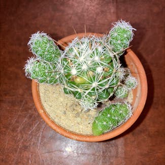 thimble cactus plant in Southampton, Pennsylvania