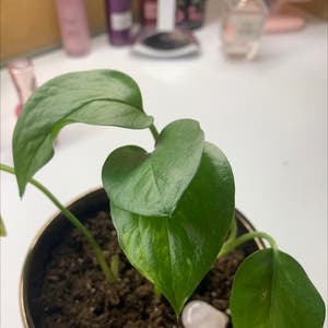 Jade Pothos plant photo by @monunits named pothos<3 on Greg, the plant care app.