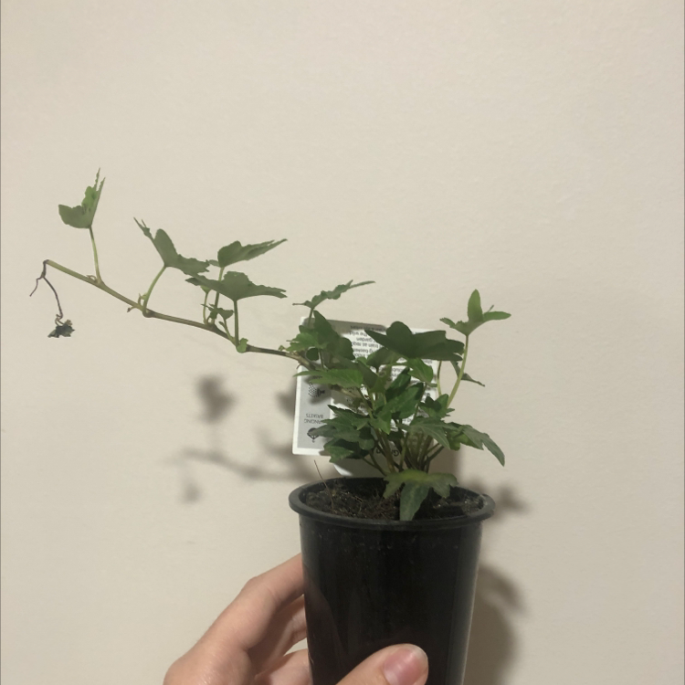 Photo of the plant species Hedera by Brooke named Hedera Green Ripple on Greg, the plant care app