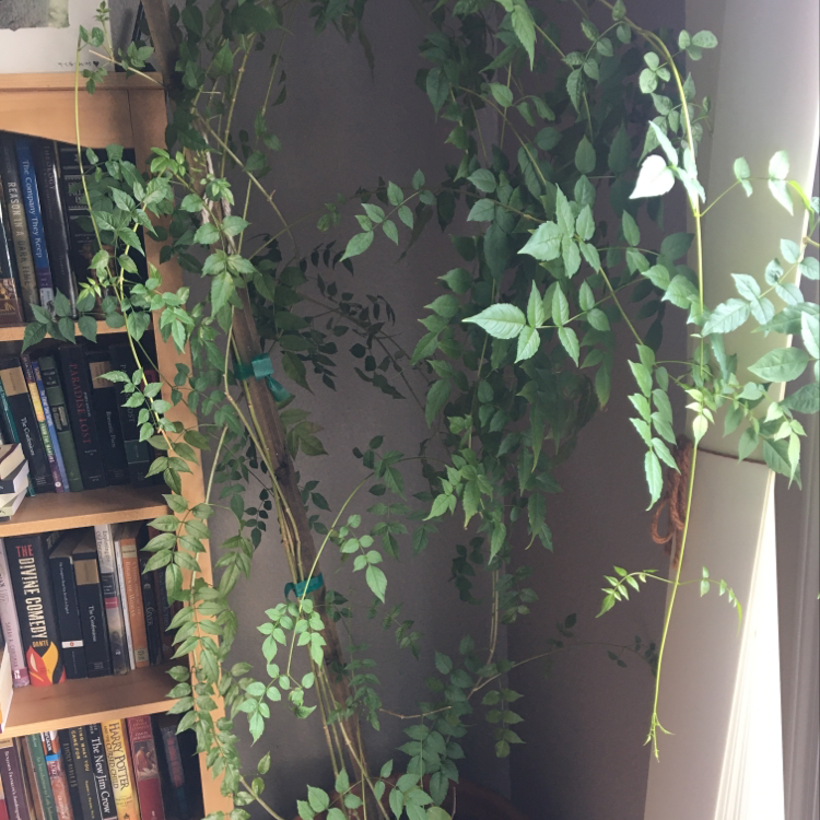Photo of the plant species Desert Trumpet by Shannon named Trumpet Vine on Greg, the plant care app