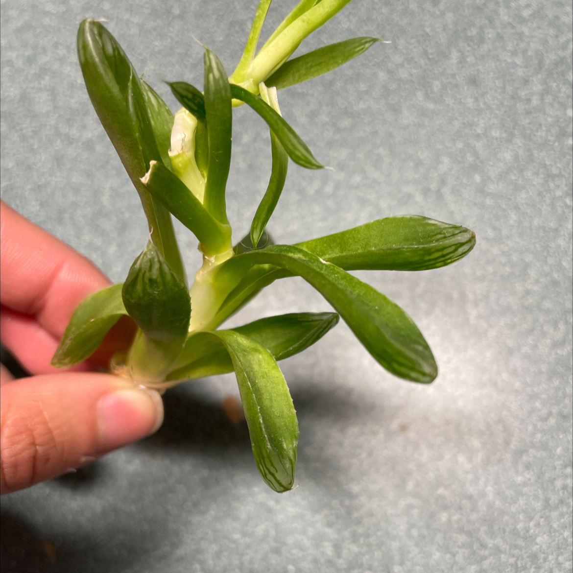 Close-up of a Hottentot Fig plant held by a hand, showing green healthy leaves.