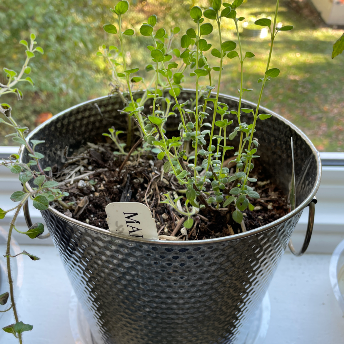 Marjoram is Toxic to Cats 🐈