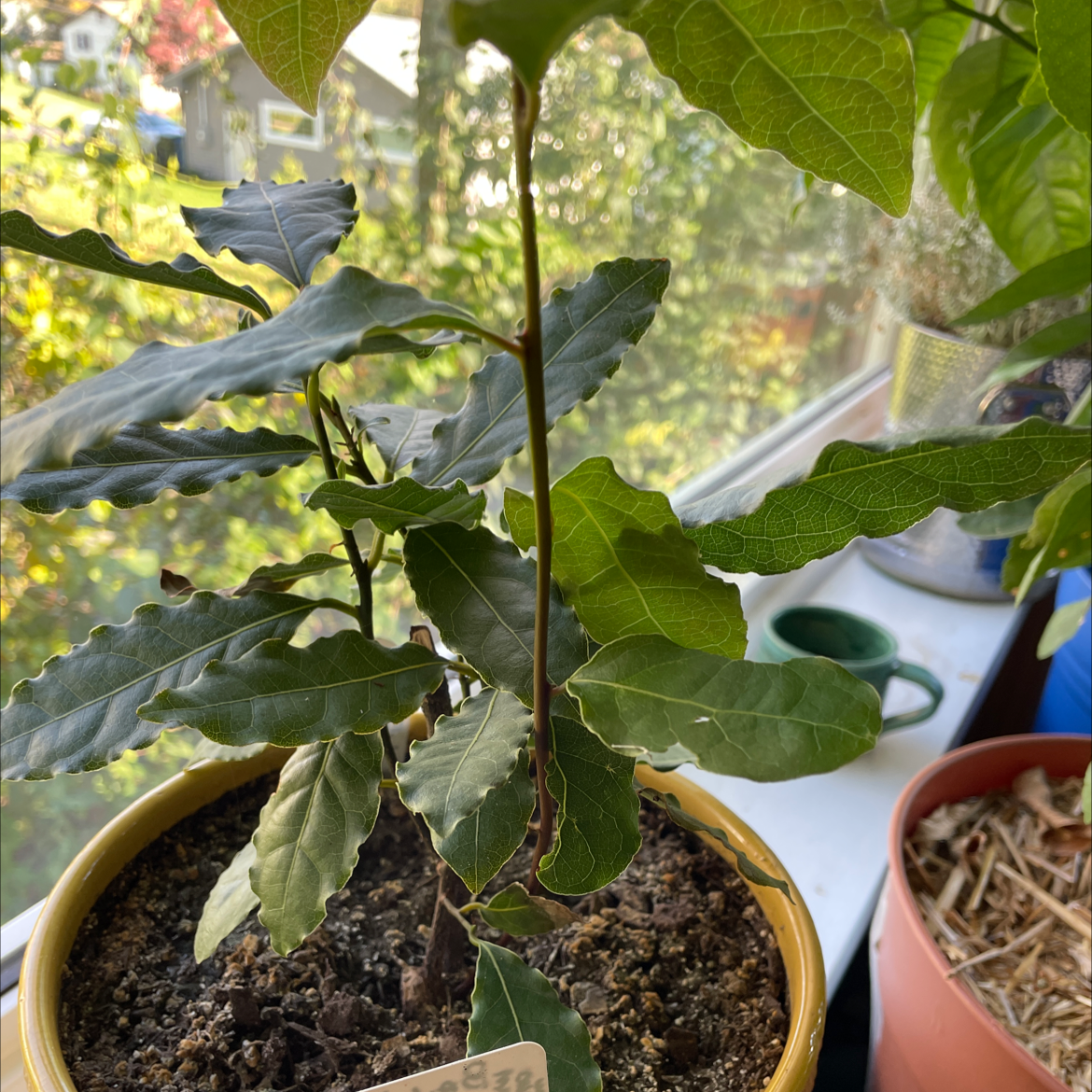 Bay Laurel plant in a pot on a windowsill with visible soil and healthy green leaves.