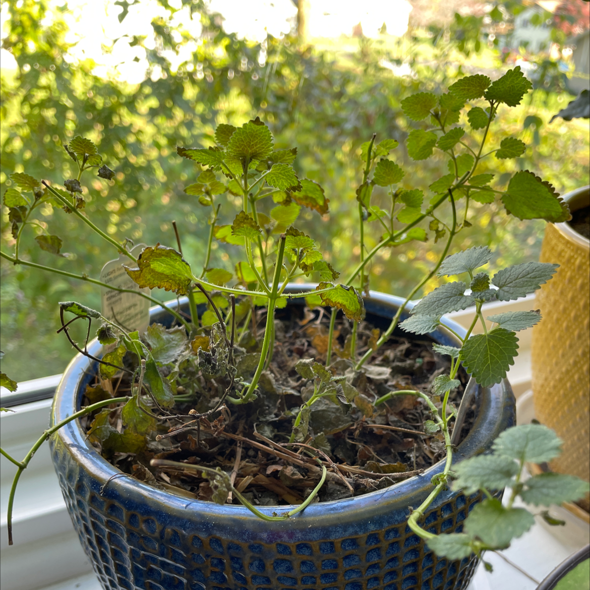 Photo of the plant species Lemon Balm by Judive named Your plant on Greg, the plant care app