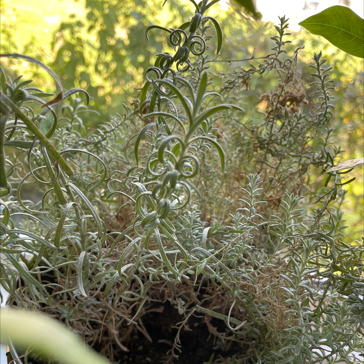 Photo of the plant species Mediterranean Strawflower by Judive named Your plant on Greg, the plant care app