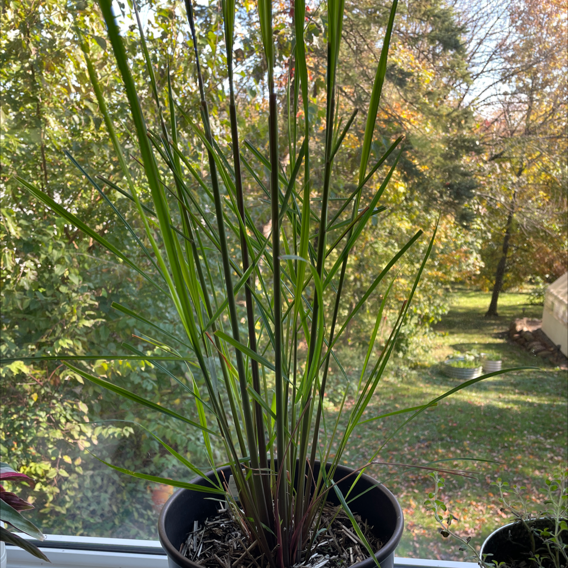 Healthy Lemon Grass plant in a pot on a windowsill with a garden view.