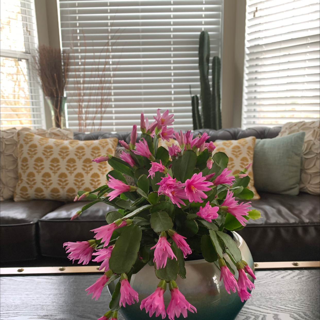 Easter Cactus with vibrant pink flowers in a decorative pot on a table in a well-lit room.