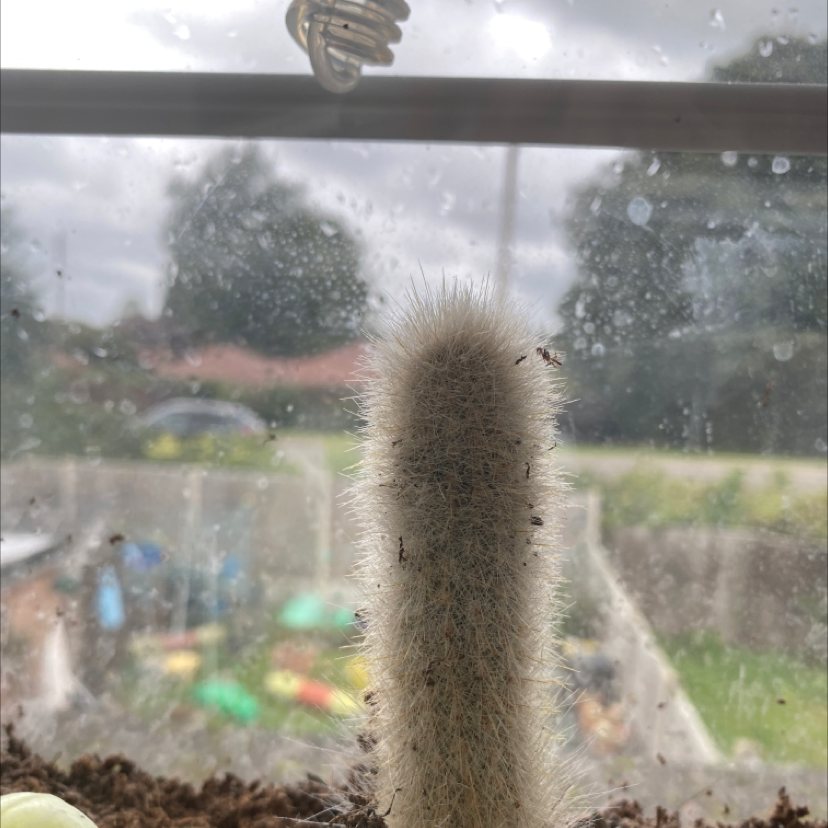 Peruvian Old Man Cactus with white, hairy spines in a pot, well-framed and in focus.