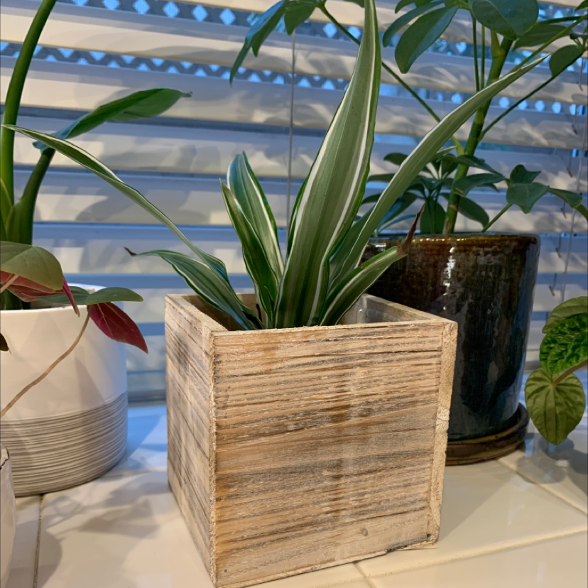 Lemon Surprise Snake Plant in a wooden pot, healthy with vibrant green leaves and white stripes.