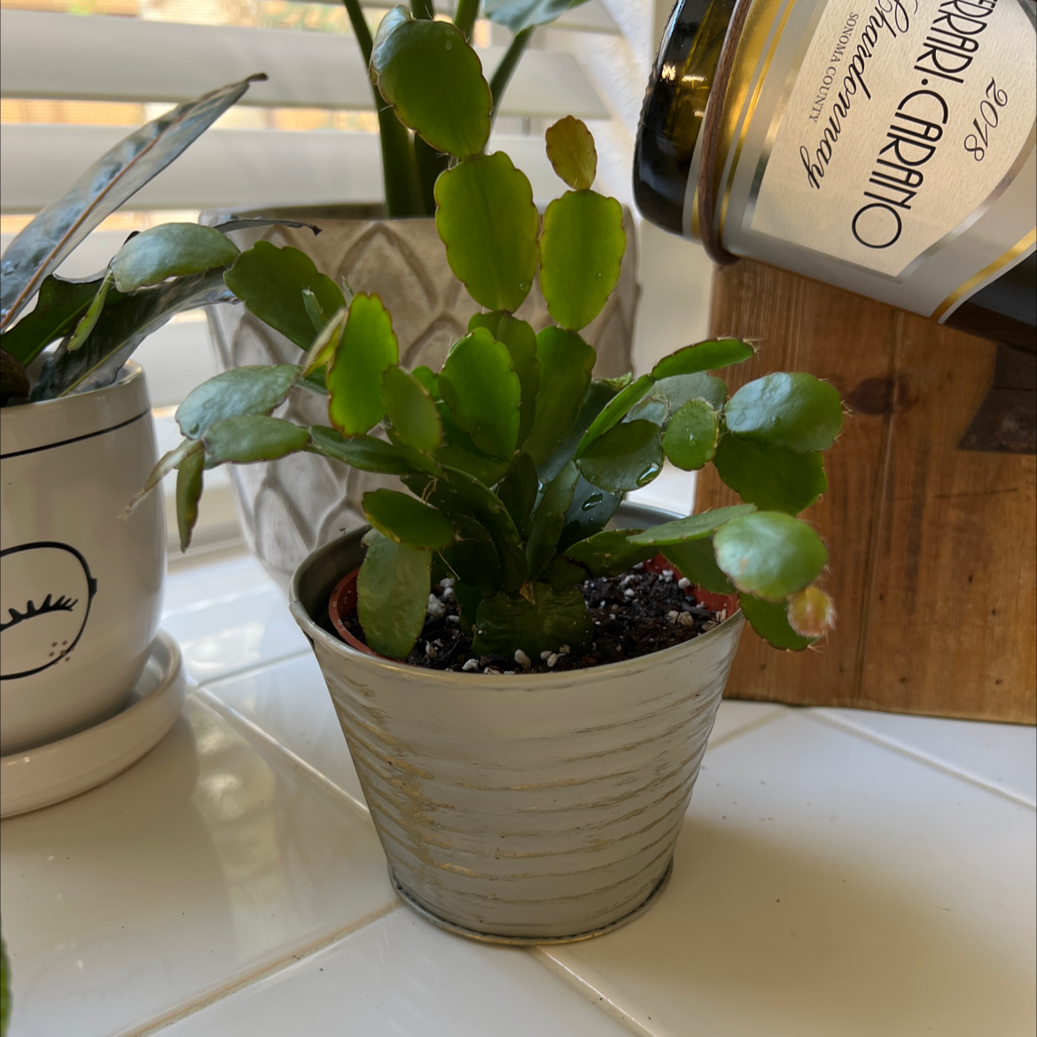 🥚 Why Are My Easter Cactus Leaves Droopy?