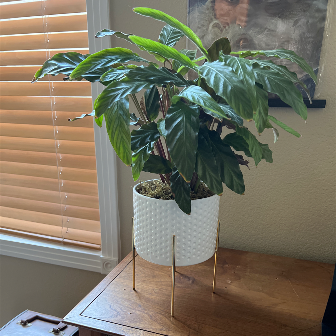 Potted Furry Feather Calathea plant on a wooden table near a window.