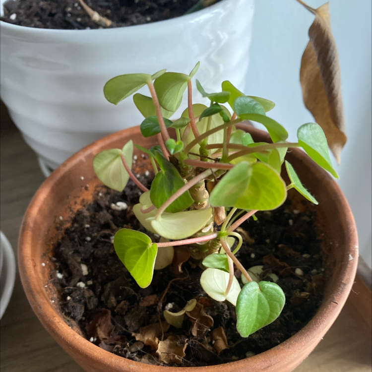 Peperomia 'Ginny' plant in a terracotta pot with visible soil and a brown leaf in the background.