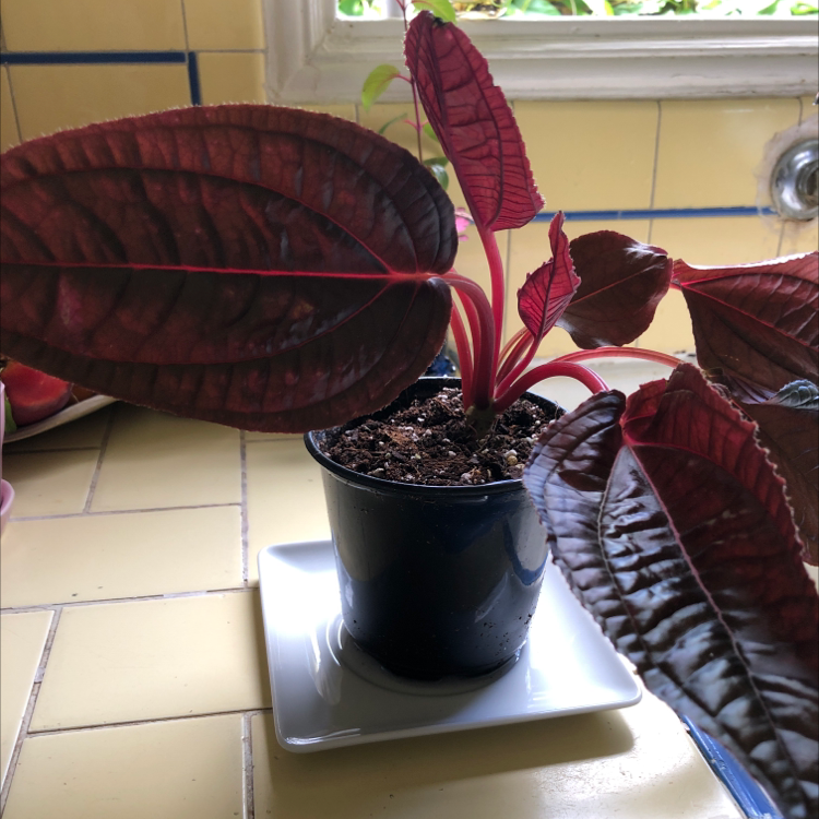 Photo of the plant species Monolena primuliflora 'Midnight Glory' by Julie named Marilyn on Greg, the plant care app