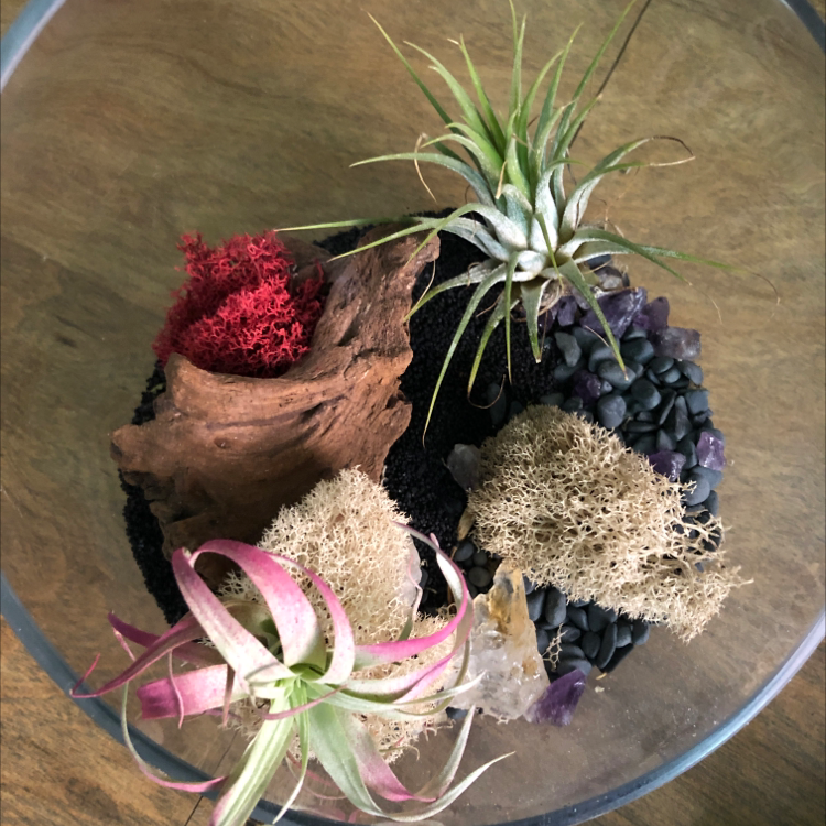 Terrarium with Queen's Tears (Billbergia nutans) and other air plants, decorated with stones, moss, and wood.