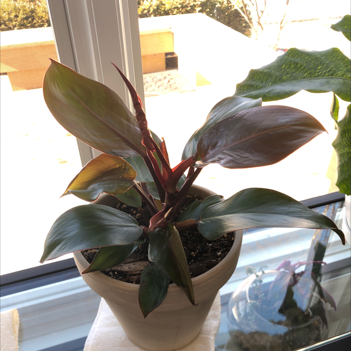 Healthy Blushing Philodendron plant with large pink-red leaves in a beige pot on a bright windowsill