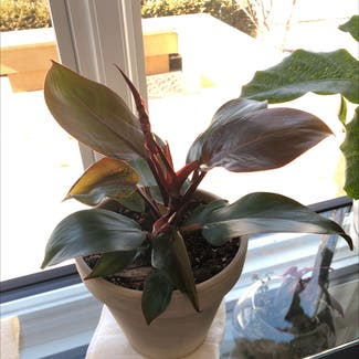 Blushing Philodendron plant in Champaign, Illinois