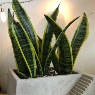 Snake Plant plant in Champaign, Illinois