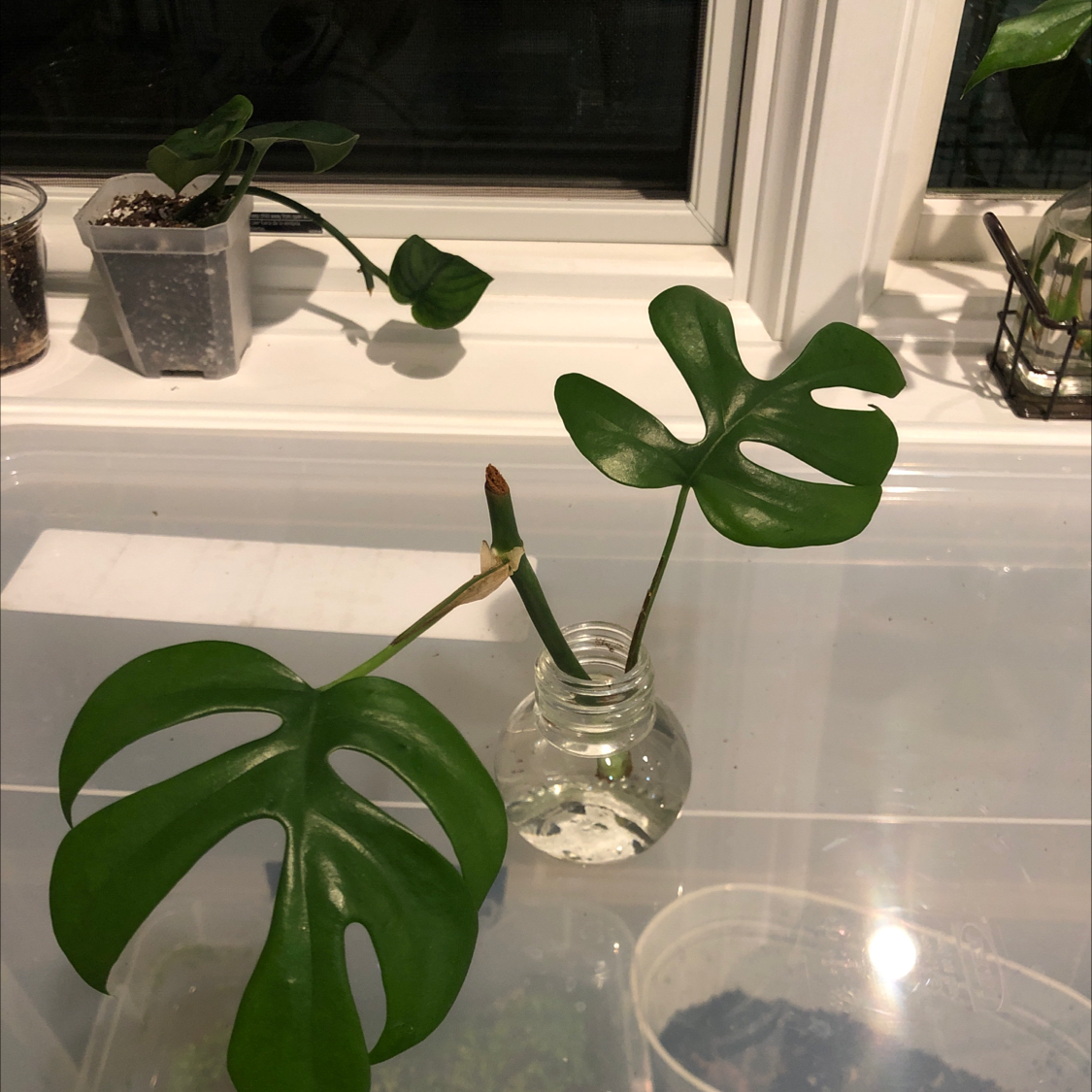 Mini Monstera plant cutting in a glass container with water, healthy green leaves.