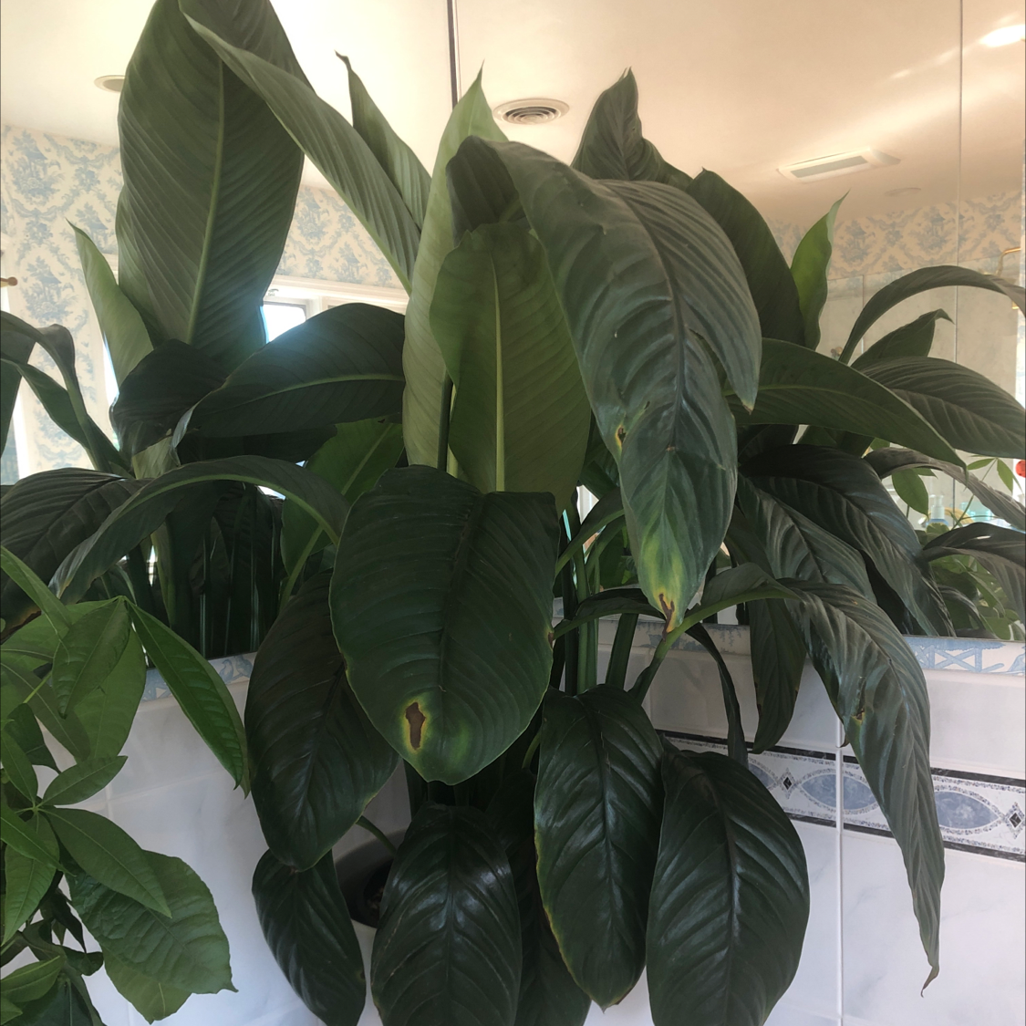 A healthy, thriving peace lily plant with deep green leaves, well-framed and in focus.