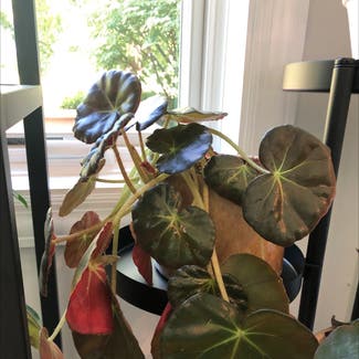 Beefsteak Begonia plant in Champaign, Illinois