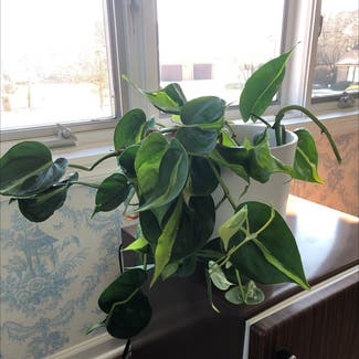 Heartleaf Philodendron plant in Champaign, Illinois