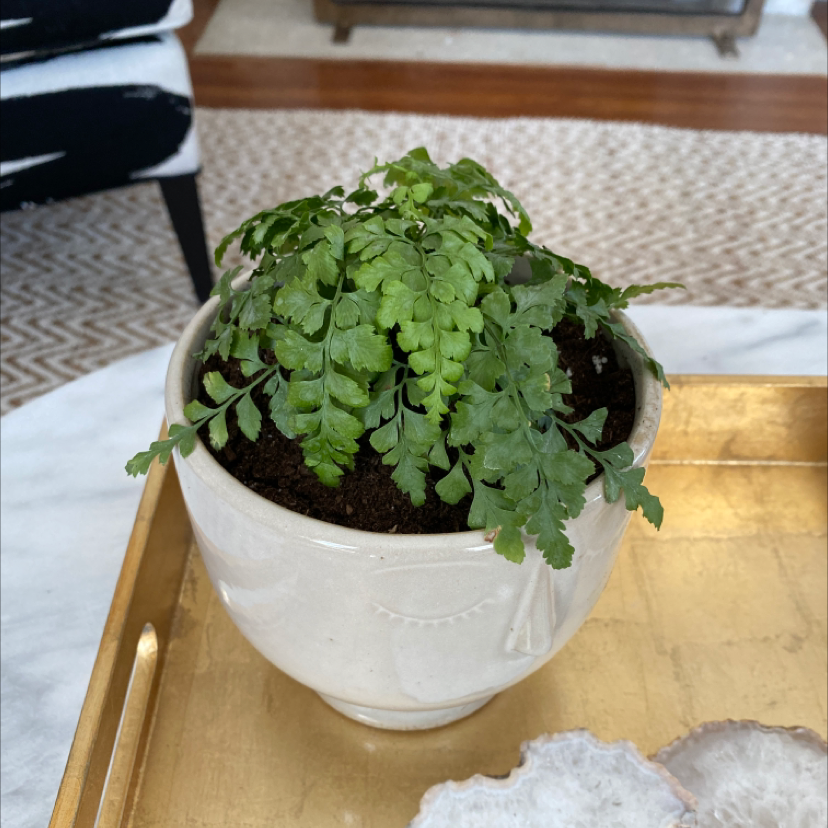 Potted Maidenhair Fern on a tray, healthy green leaves, no visible disease.