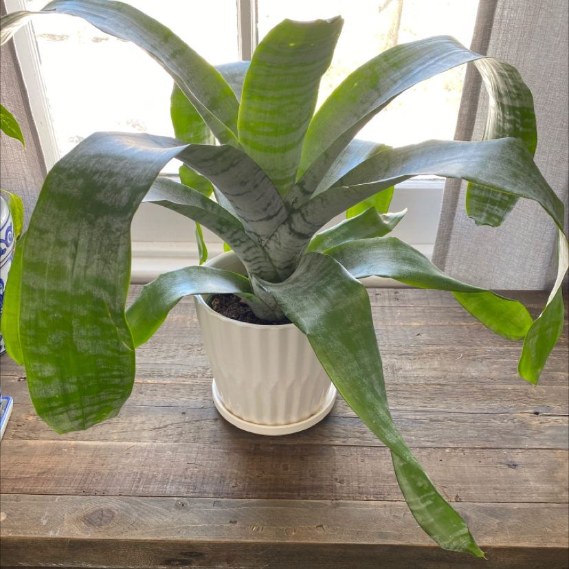 Urn Plant (Aechmea fasciata) in a white pot on a wooden surface.