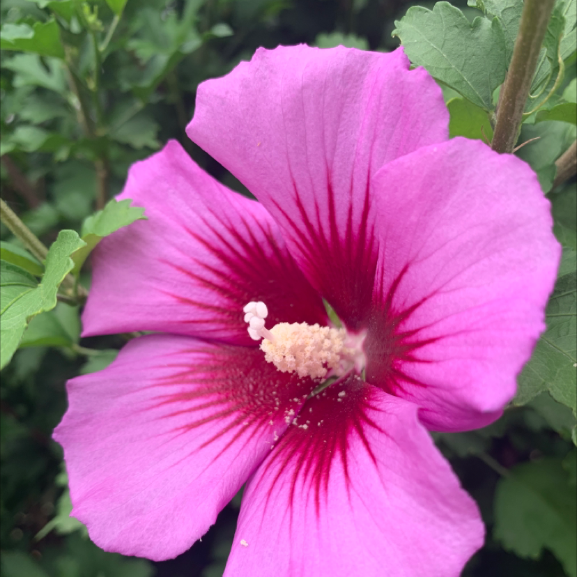 Close-up of a blooming pink Korean Hibiscus flower with a red center.