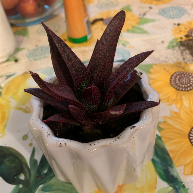 Haworthia cooperi plant in a white pot, healthy with dark firm leaves.