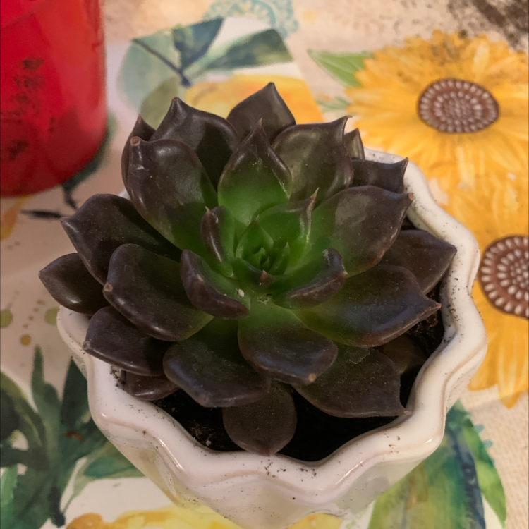 Echeveria 'Black Prince' succulent in a white pot, healthy dark leaves.