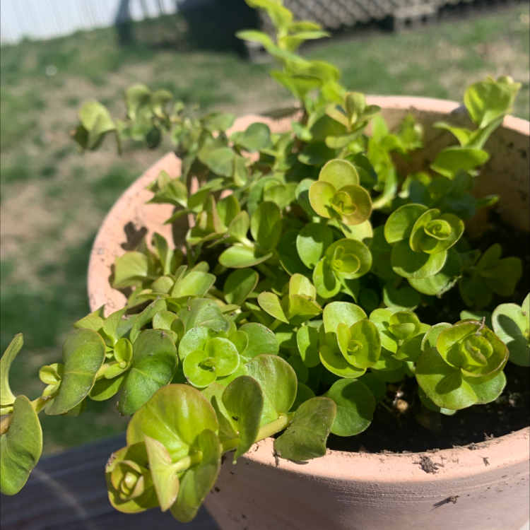 Potted Creeping Jenny plant with some yellowing and browning leaves.