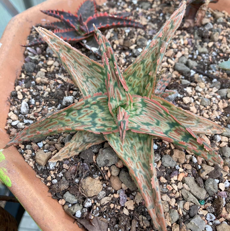 Photo of the plant species Aloe 'Key Lime' by @Aloehoarder named Key Lime on Greg, the plant care app